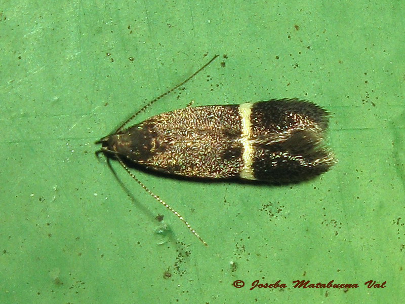 Syncopacma larseniella - Gelechiidae ? Syncopacma sp